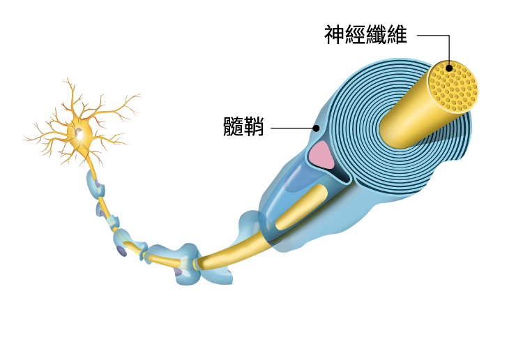 維生素 K2 不足時會阻礙神經髓鞘合成，受損的髓鞘難以修復，導致神經纖維裸露，從而影響神經訊號的傳遞。