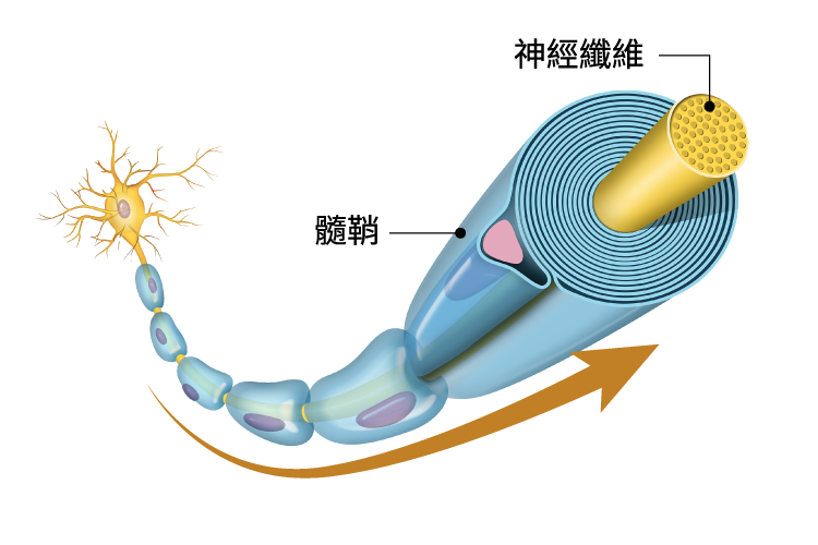 MenaquinGold™ 維生素K2-7 可促進髓鞘合成，就像是銅線包覆了一層絕緣外皮，隔絕相鄰的電氣並減少干擾，傳導變得超穩定迅速。