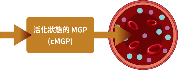充足的維生素 K2 能活化MGP 蛋白，活化後的 MGP 會抑制鈣化，使血管壁保持光滑，避免血管鈣化。